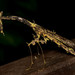 Toxoderid Mantises - Photo (c) lungchris, some rights reserved (CC BY-NC), uploaded by lungchris