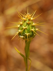 Centaurea sulphurea