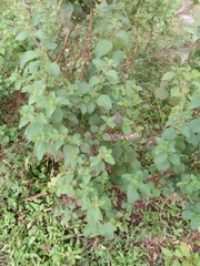 Ocimum basilicum
