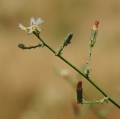 Stephanomeria elata