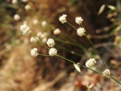 Eriogonum nudum auriculatum