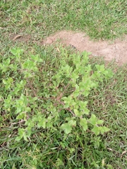 Acanthospermum hispidum