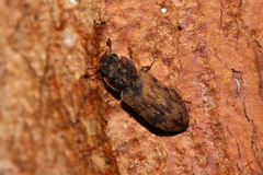 Synchita undata
