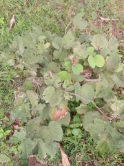 Piliostigma thonningii