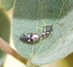 Oxycarenus luctuosus