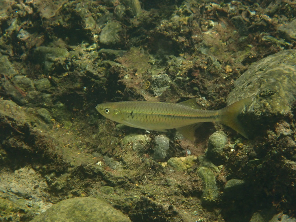 Threadbelly minnow (Nematabramis alestes) — Cyprinidae