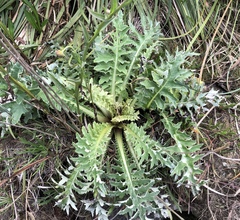 Cirsium andrewsii