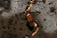 Amphiareus obscuriceps