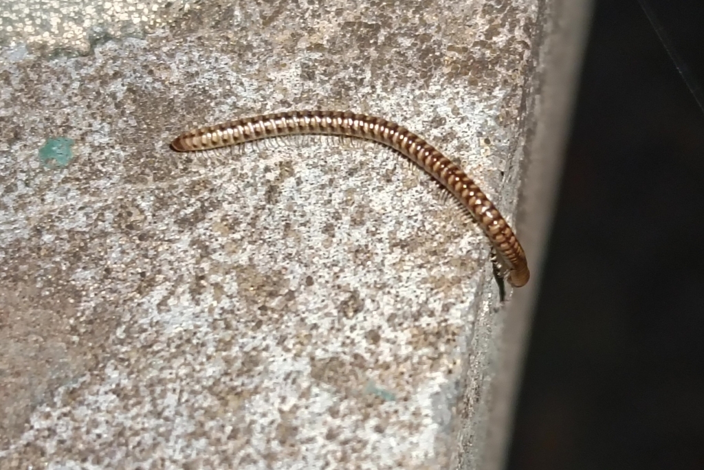 Cylindroiulus disjunctus