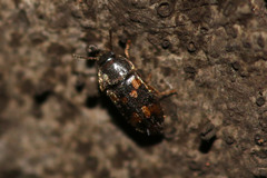 Litargus connexus