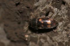 Litargus connexus
