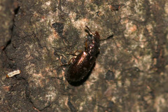 Salpingus planirostris