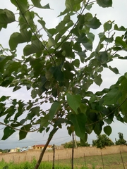 Gmelina arborea
