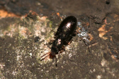 Salpingus planirostris