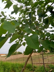 Gmelina arborea