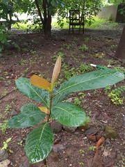 Madhuca longifolia