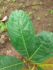 Madhuca longifolia
