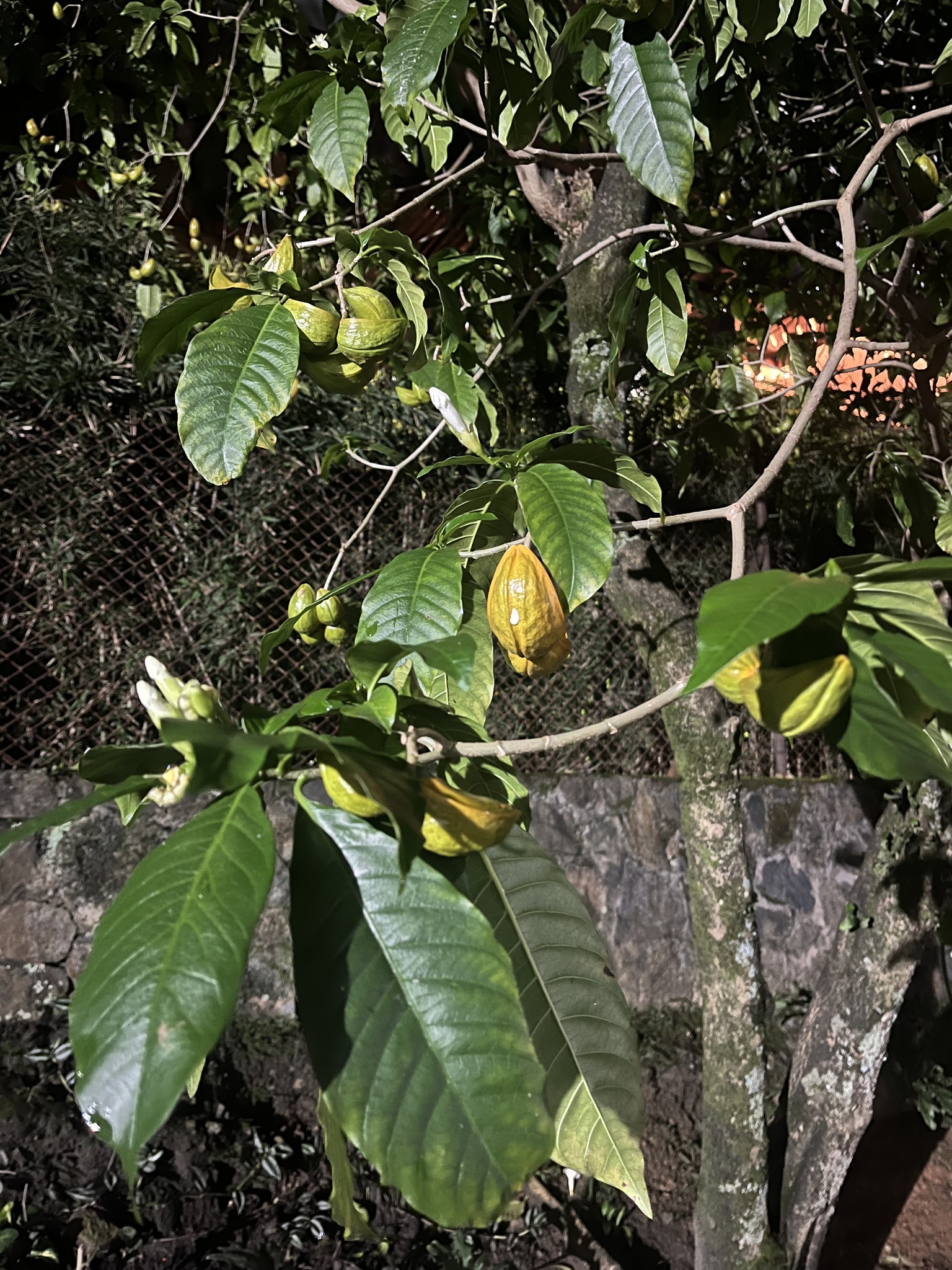 Imagem de Tabernaemontana litoralis