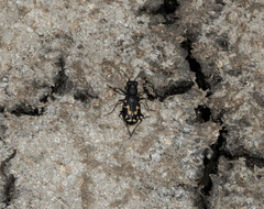 Cicindela senilis
