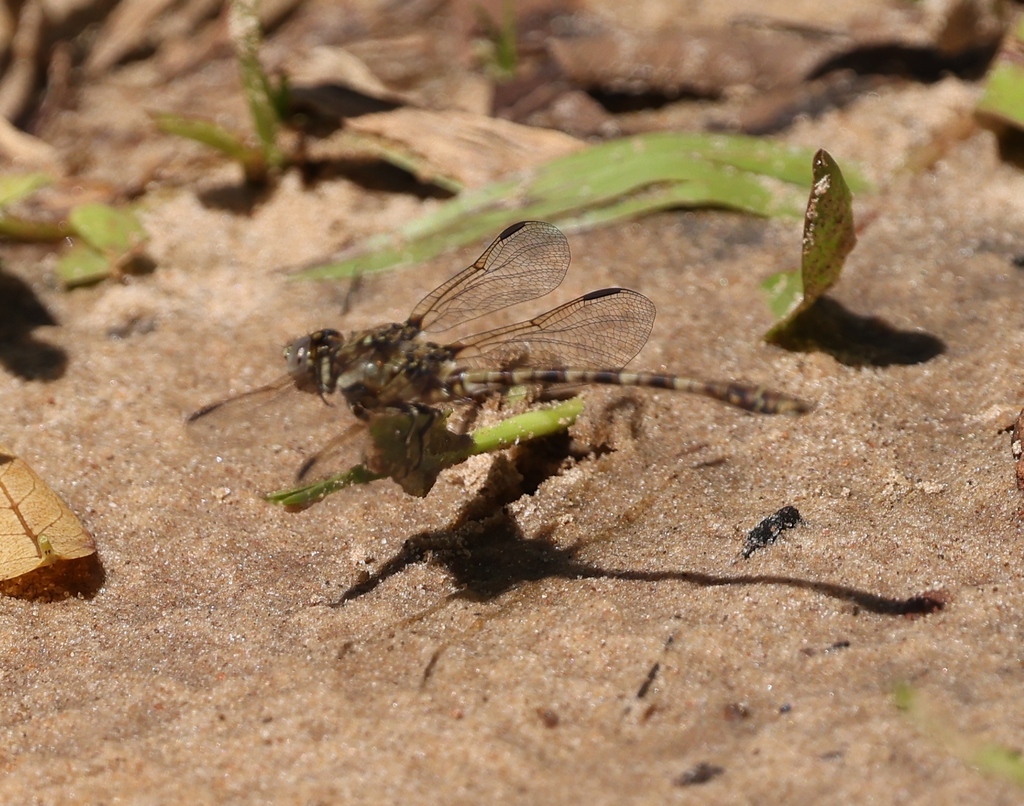 Progomphus aberrans