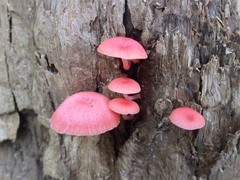 Mycena roseilignicola