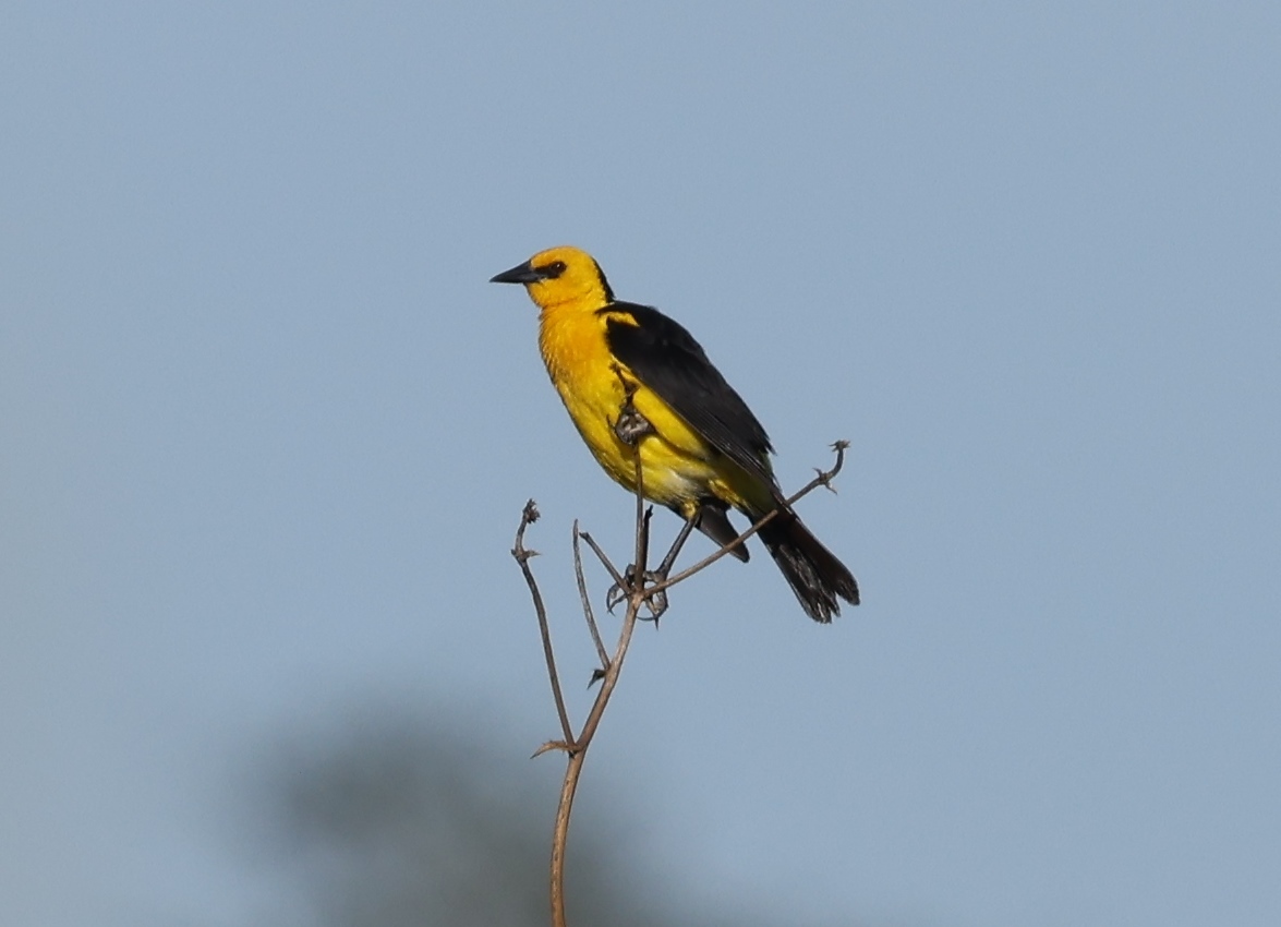 Saffron-cowled Blackbird (Xanthopsar flavus), photo 7