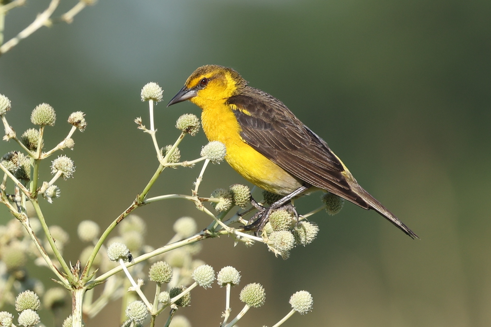 Saffron-cowled Blackbird (Xanthopsar flavus), photo 8