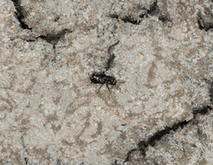 Cicindela senilis
