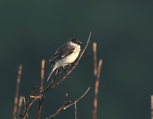Pearly-bellied Seedeater (Sporophila pileata), photo 10