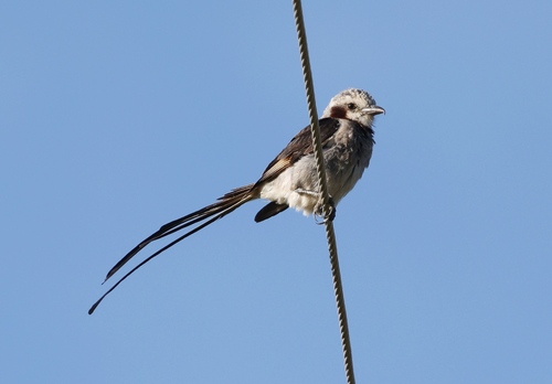 Yetapá Grande (Gubernetes yetapa)
