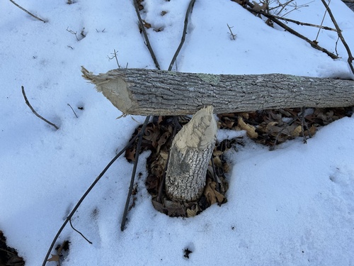 American Beaver photographed in Rhode Island