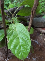 Kigelia africana