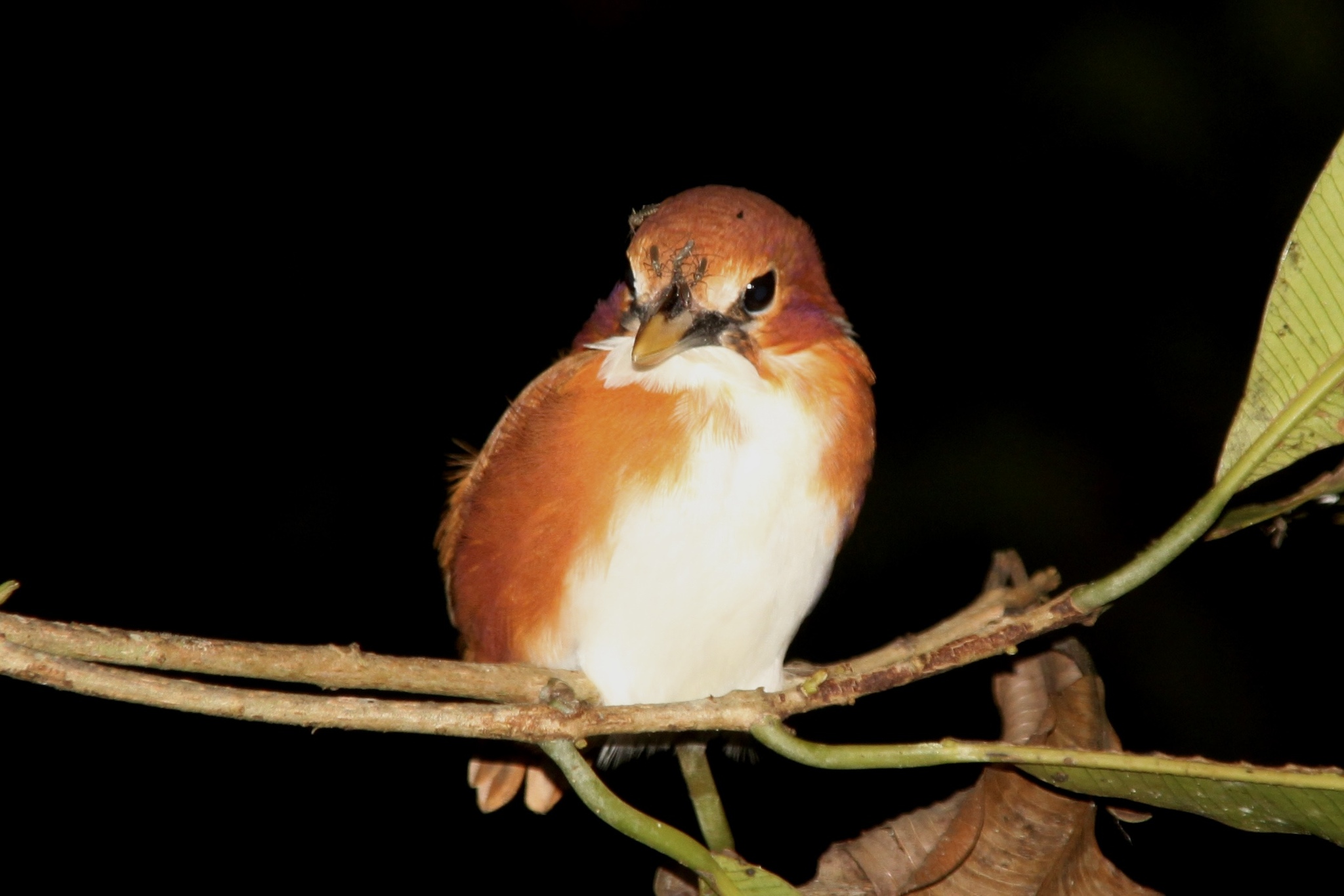 Madagascar Pygmy Kingfisher (Corythornis madagascariensis), photo 3