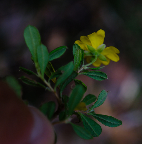 Image of Hibbertia hirticalyx by (c) Peter Crowcroft, some rights reserved (CC BY)