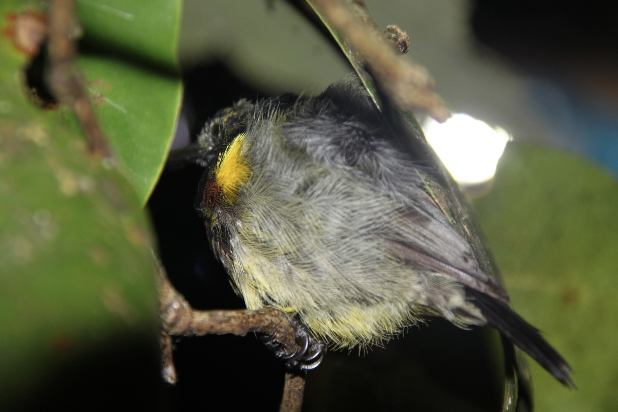 Souimanga Sunbird (Cinnyris sovimanga), photo 4