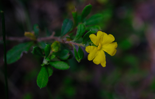 Bass Guinea-Flower (Hibbertia hirticalyx)