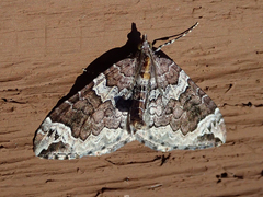 Eulithis xylina