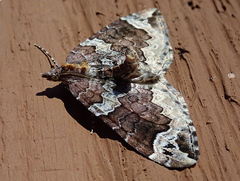 Eulithis xylina