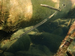 Manado Pipefish photo 1