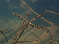 Manado Pipefish photo 3