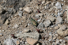 Cicindela depressula depressula