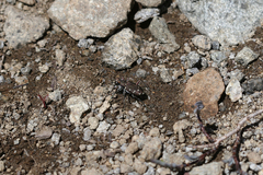 Cicindela oregona oregona