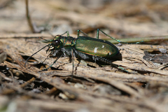 Cicindela depressula