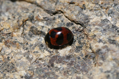 Coccinella monticola