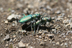 Cicindela depressula depressula