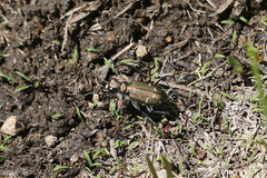 Cicindela depressula