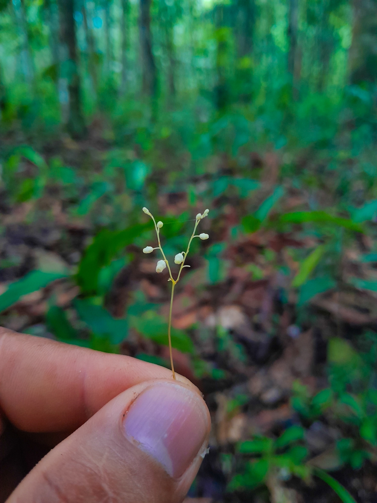 Dictyostega orobanchoides