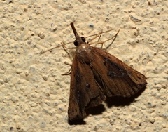 Hypena rostralis