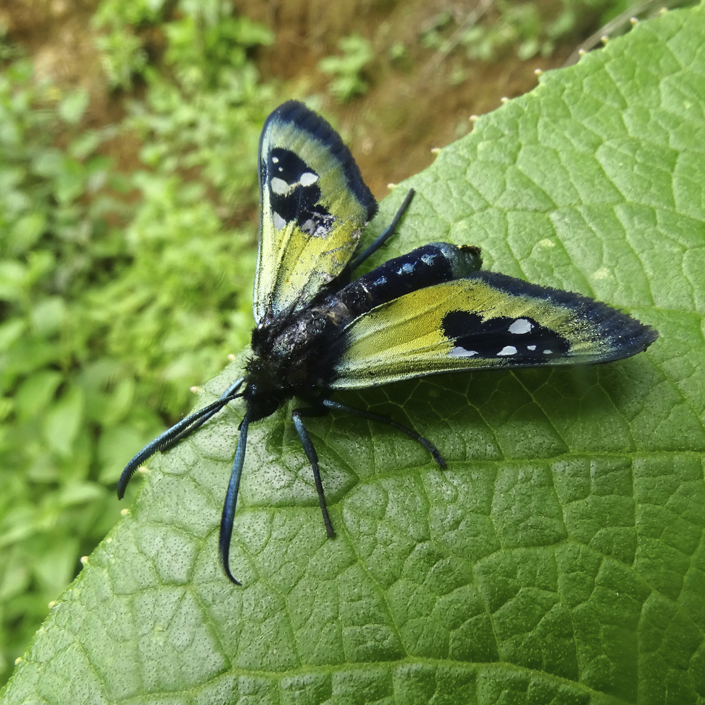 Chrysocale splendens