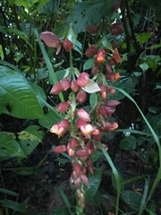 Thunbergia coccinea